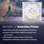 MantraMani® SELENITE (Chandramani) – Plate | Cleansing, Charging other crystals,