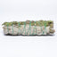 MantraMani® ROSEMARY & SAGE (Rosemary / Pavitra Shanti) – Smudge Stick | Amplifi