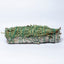MantraMani® CEDAR & SAGE (Devadaru / Pavitra Shanti) – Smudge Stick | Vastu Prot