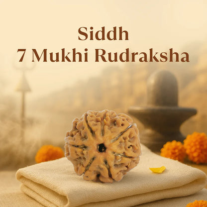 Kashi Siddh Nepal Origin 7 Mukhi Rudraksha - 18mm - 22mm