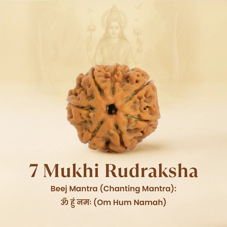 Kashi Siddh Nepal Origin 7 Mukhi Rudraksha - 18mm - 22mm