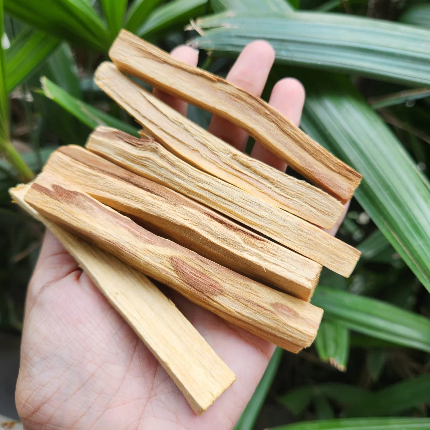 MantraMani  Peruvian  Palo Santo Smudging & Cleansing Sticks for  Sacred wood • Energy purification • Calm &amp; clarity